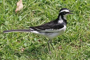 African pied wagtail %28motacilla aguimp vidua%29